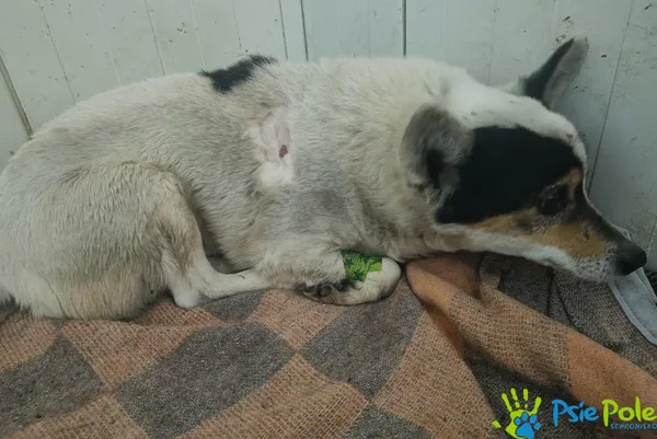 Znaleziono psa, Racławice, 26 stycznia 2026 (1/2)