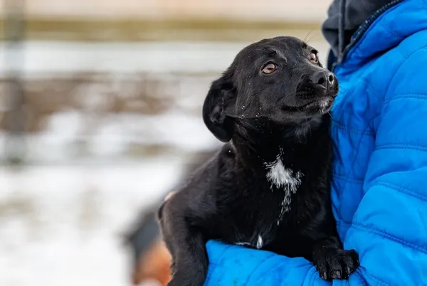 Znaleziono psa, Racławice, 27 stycznia 2026 (5/5)