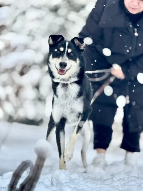 Pies do adopcji, Piła, 27 listopada 2025 (3/5)