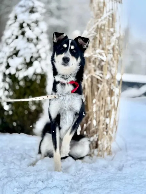 Pies do adopcji, Piła, 27 listopada 2025 (4/5)