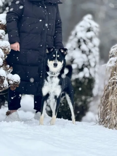 Pies do adopcji, Piła, 27 listopada 2025 (5/5)