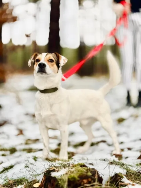 Pies do adopcji, Piła, 26 grudnia 2024 (3/5)