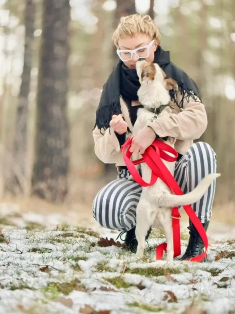 Pies do adopcji, Piła, 26 grudnia 2024 (4/5)