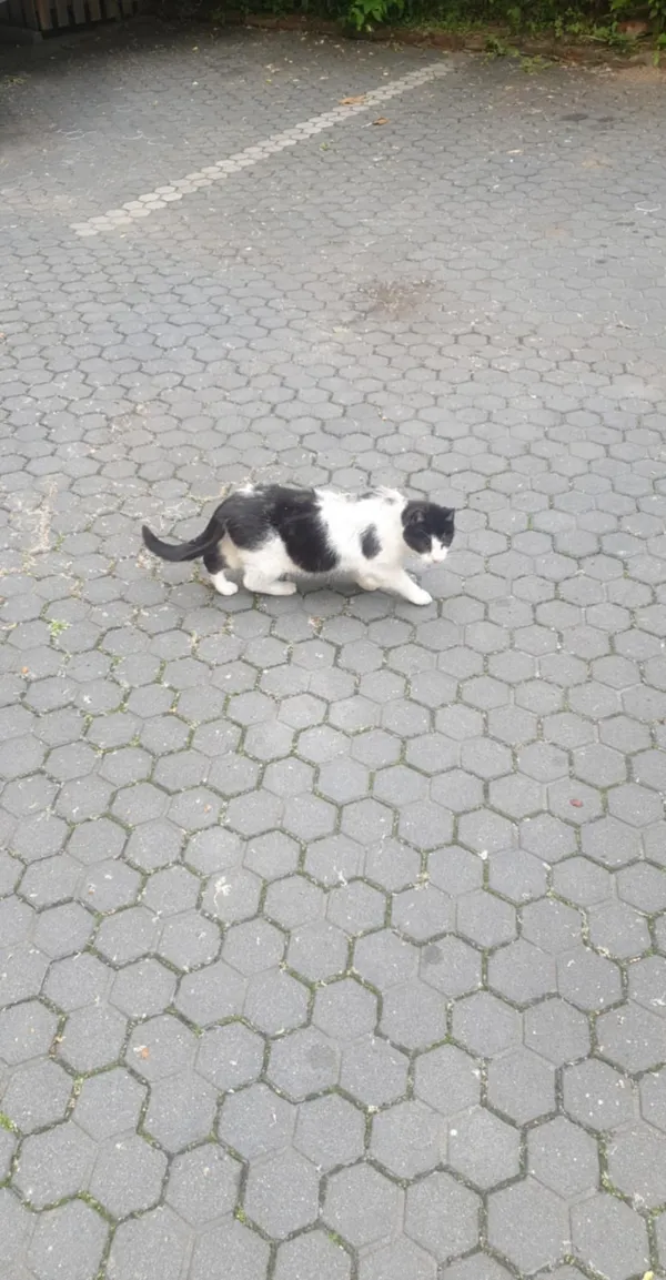 Znaleziono kota, Łódź, 31 stycznia 2026