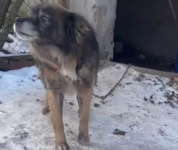 Pies do adopcji, Głowno, 31 stycznia 2026 (2/3)