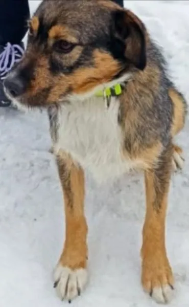 Znaleziono psa, Radom, 27 stycznia 2026