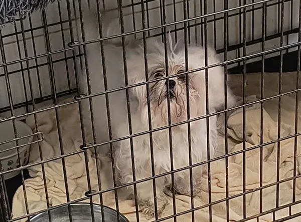 Znaleziono psa, Radom, 24 stycznia 2026