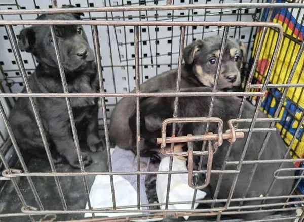 Znaleziono psa, Radom, 24 stycznia 2026