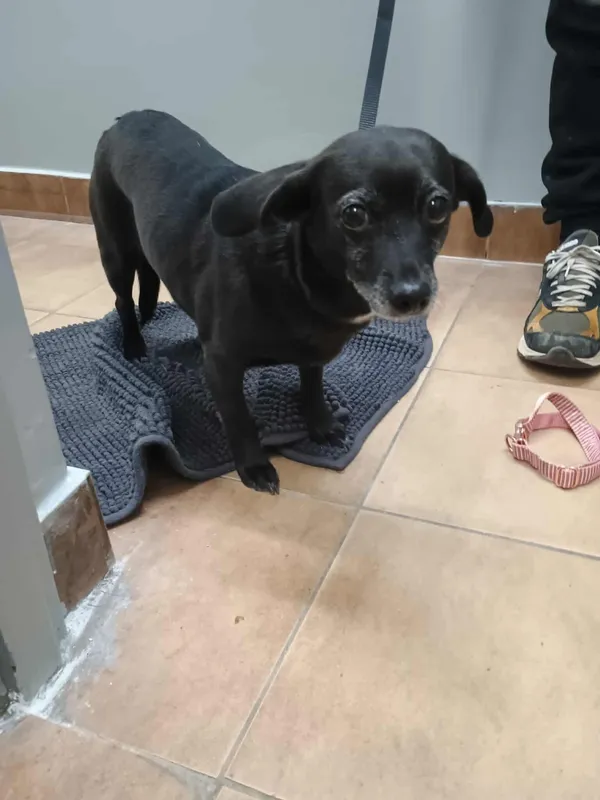 Znaleziono psa, Sosnowiec, 31 stycznia 2026