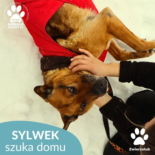 Pies do adopcji, Dąbrówka, 29 stycznia 2026 (2/4)