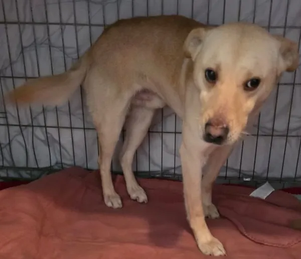 Znaleziono psa, Radom, 26 stycznia 2026