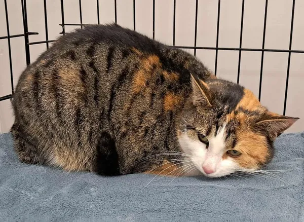 Znaleziono kota, Toruń, 30 stycznia 2026