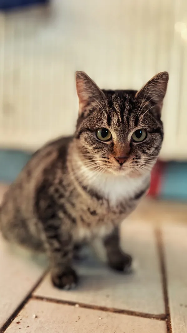 Kot do adopcji, Dłużyna Górna, 1 lutego 2026 (1/4)