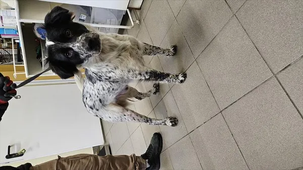 Znaleziono psa, Choszczno, 27 stycznia 2026