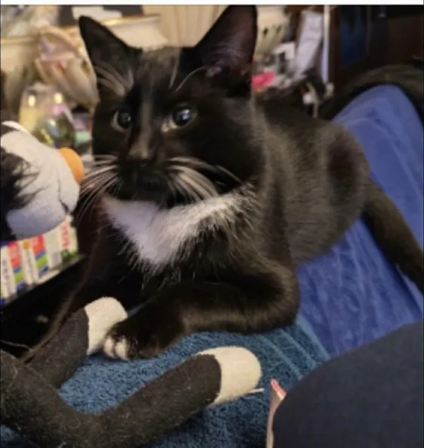 Zaginął kot, Łódź, 1 lutego 2026