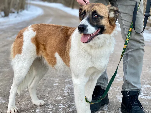 Pies do adopcji, Głowno, 1 lutego 2026 (1/4)