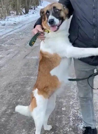 Pies do adopcji, Głowno, 1 lutego 2026 (3/4)