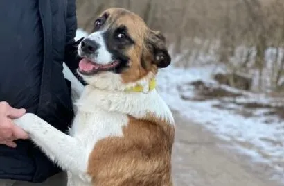 Pies do adopcji, Głowno, 1 lutego 2026 (4/4)