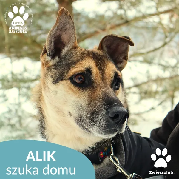 Pies do adopcji, Dąbrówka, 1 lutego 2026 (1/4)