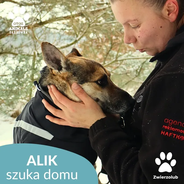 Pies do adopcji, Dąbrówka, 1 lutego 2026 (2/4)