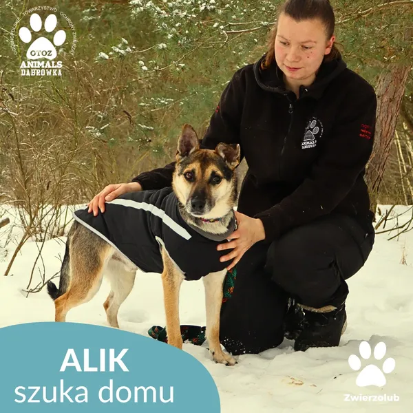 Pies do adopcji, Dąbrówka, 1 lutego 2026 (3/4)