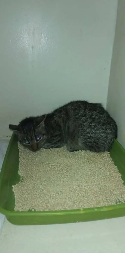 Znaleziono kota, Grudziądz, 1 lutego 2026