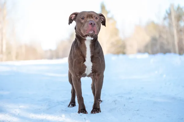 Pies do adopcji, Nowodwór, 1 lutego 2026 (3/5)