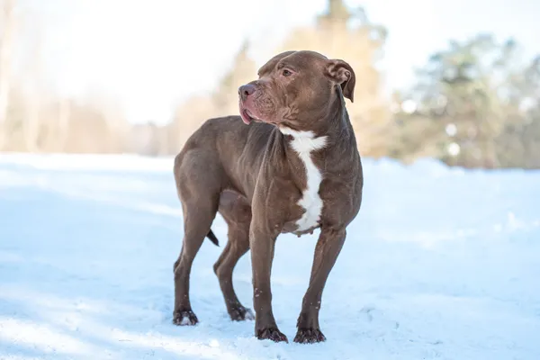 Pies do adopcji, Nowodwór, 1 lutego 2026 (5/5)