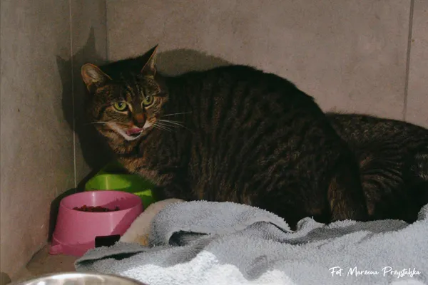 Znaleziono kota, Sosnowiec, 1 lutego 2026 (1/3)