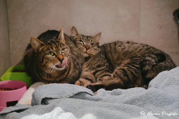 Znaleziono kota, Sosnowiec, 1 lutego 2026 (2/3)