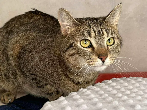 Znaleziono kota, Sosnowiec, 31 stycznia 2026 (2/2)