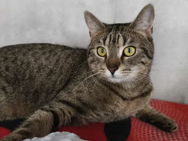 Znaleziono kota, Sosnowiec, 31 stycznia 2026 (1/2)