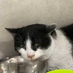 Znaleziono kota