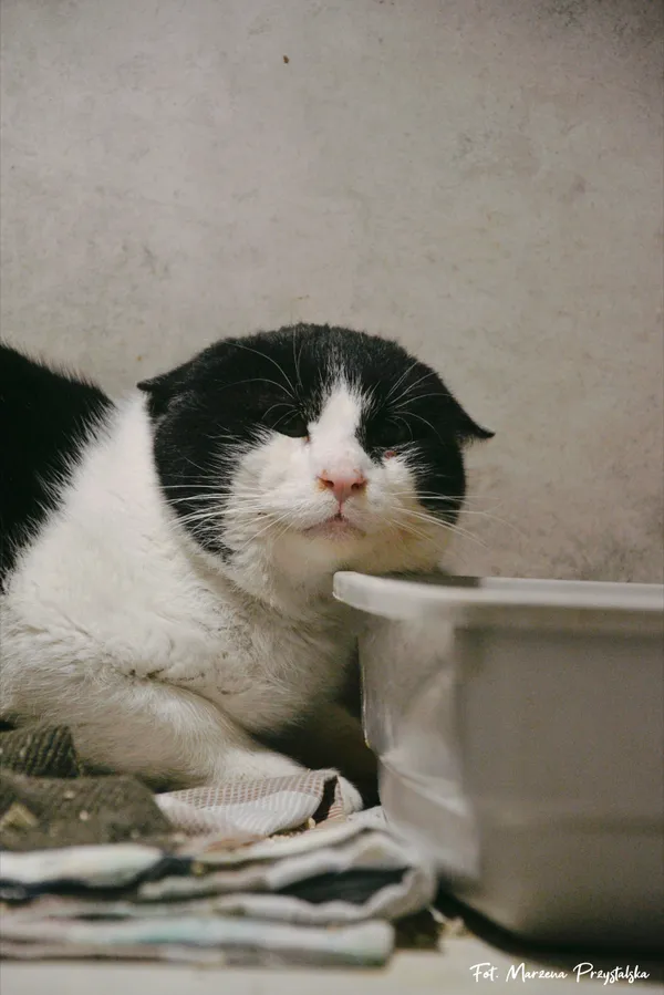 Znaleziono kota, Sosnowiec, 31 stycznia 2026