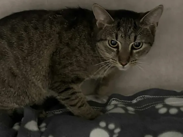 Kot do adopcji, Sosnowiec, 1 lutego 2026