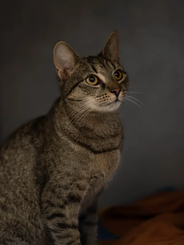 Kot do adopcji, Sosnowiec, 1 lutego 2026 (3/5)