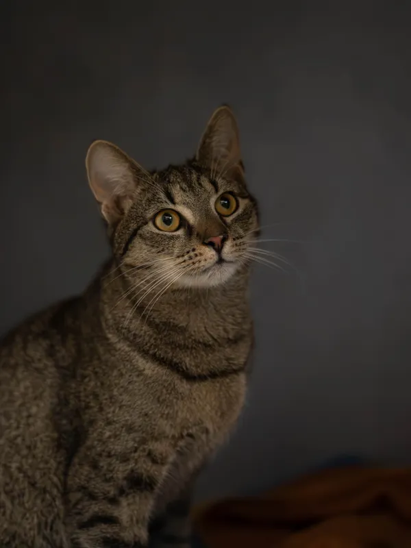 Kot do adopcji, Sosnowiec, 1 lutego 2026 (4/5)