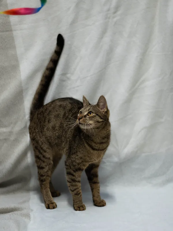 Kot do adopcji, Sosnowiec, 1 lutego 2026 (5/5)