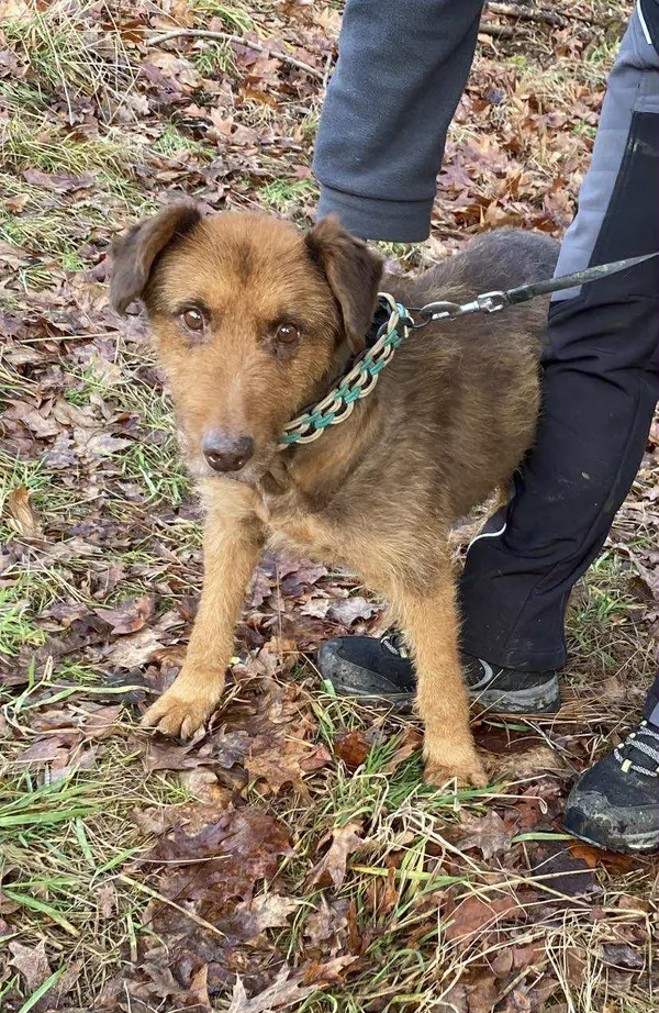 Pies do adopcji, Platerówka, 2 lutego 2026 (1/2)