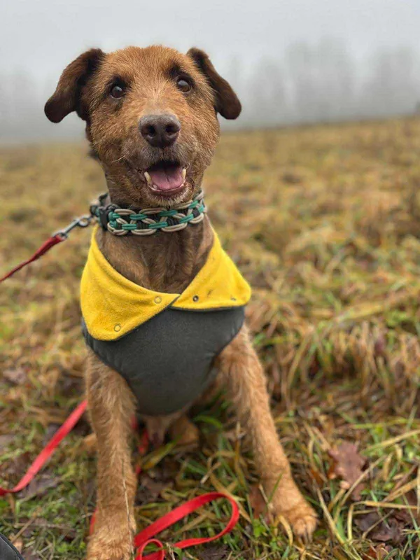 Pies do adopcji, Platerówka, 2 lutego 2026 (2/2)