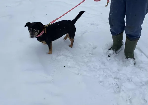 Pies do adopcji, Platerówka, 2 lutego 2026 (1/4)