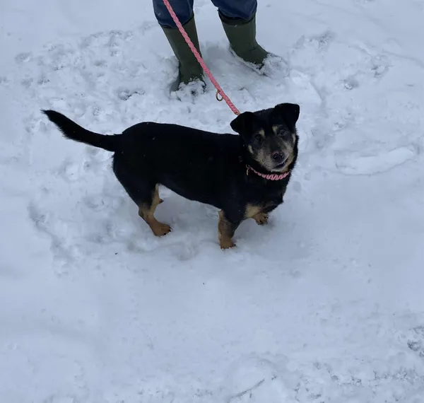 Pies do adopcji, Platerówka, 2 lutego 2026 (3/4)