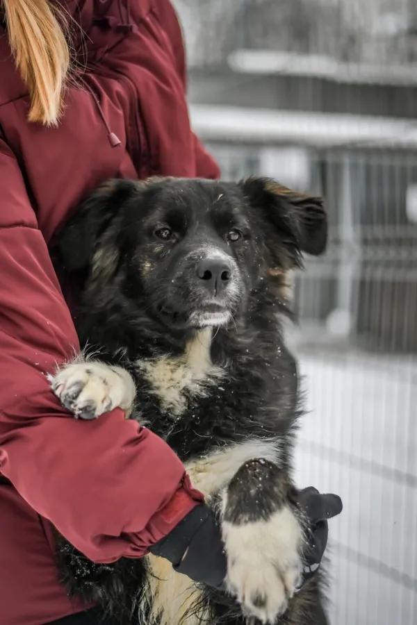 Pies do adopcji, Radom, 1 lutego 2026 (1/5)