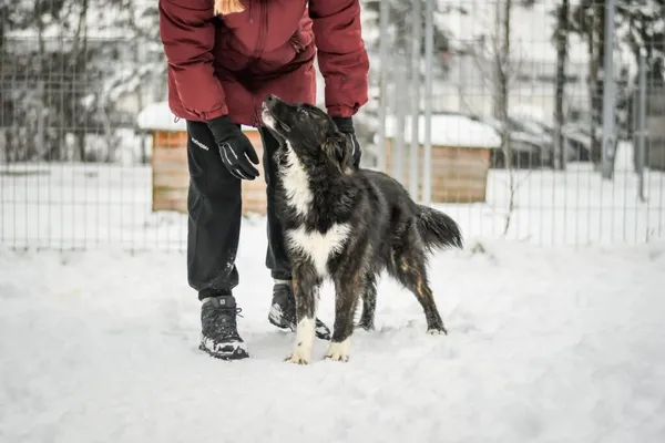 Pies do adopcji, Radom, 1 lutego 2026 (3/5)