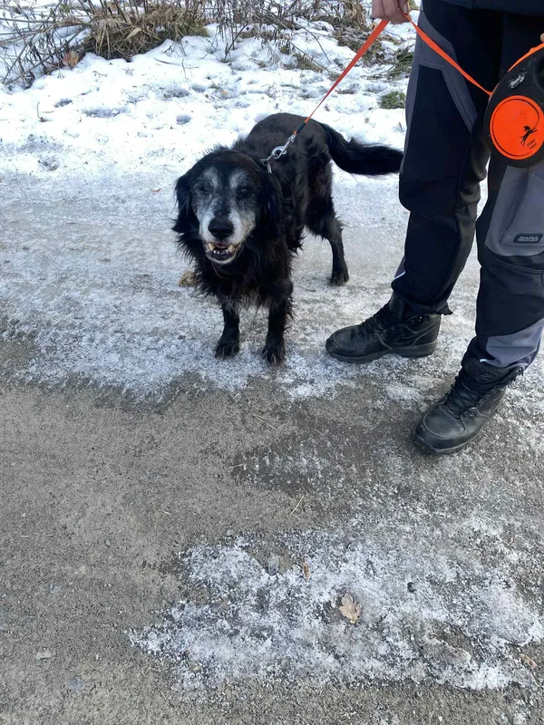 Pies do adopcji, Platerówka, 2 lutego 2026 (1/4)