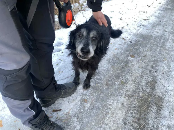 Pies do adopcji, Platerówka, 2 lutego 2026 (2/4)