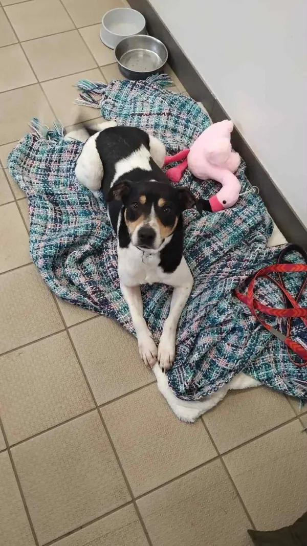 Pies do adopcji, Platerówka, 2 lutego 2026 (3/4)