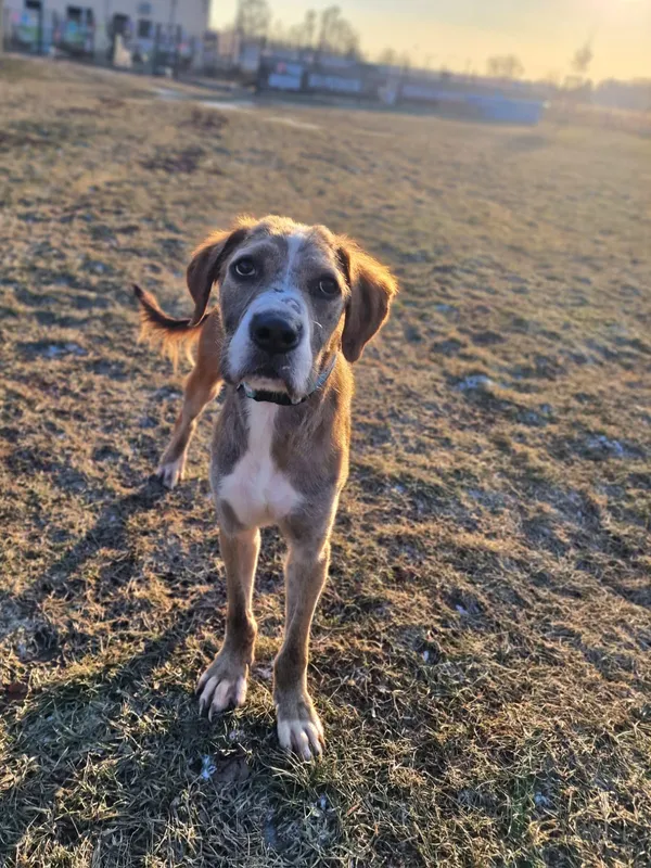 Znaleziono psa, Wrocław, 3 stycznia 2026