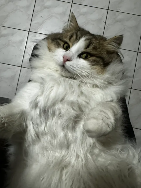 Zaginął kot, Latoszyn, 2 lutego 2026 (2/3)