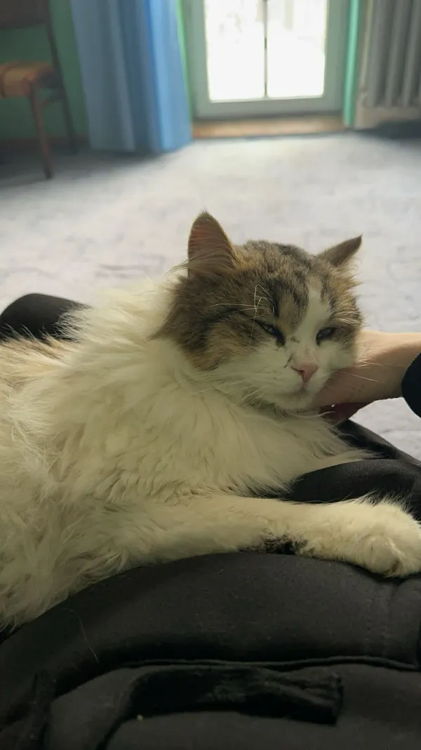 Zaginął kot, Latoszyn, 2 lutego 2026 (3/3)